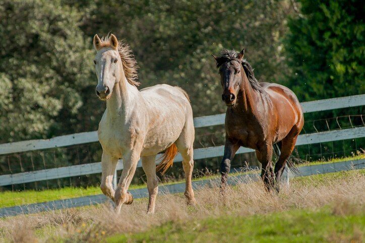 Two horses running in a field
