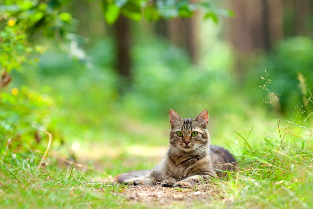 Cat lays on a footpath in the woods