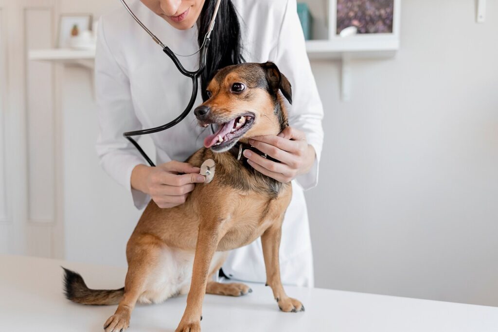 Shot of Veterinarian Hands Checking Dog by Stethoscope in Vet Clinic.