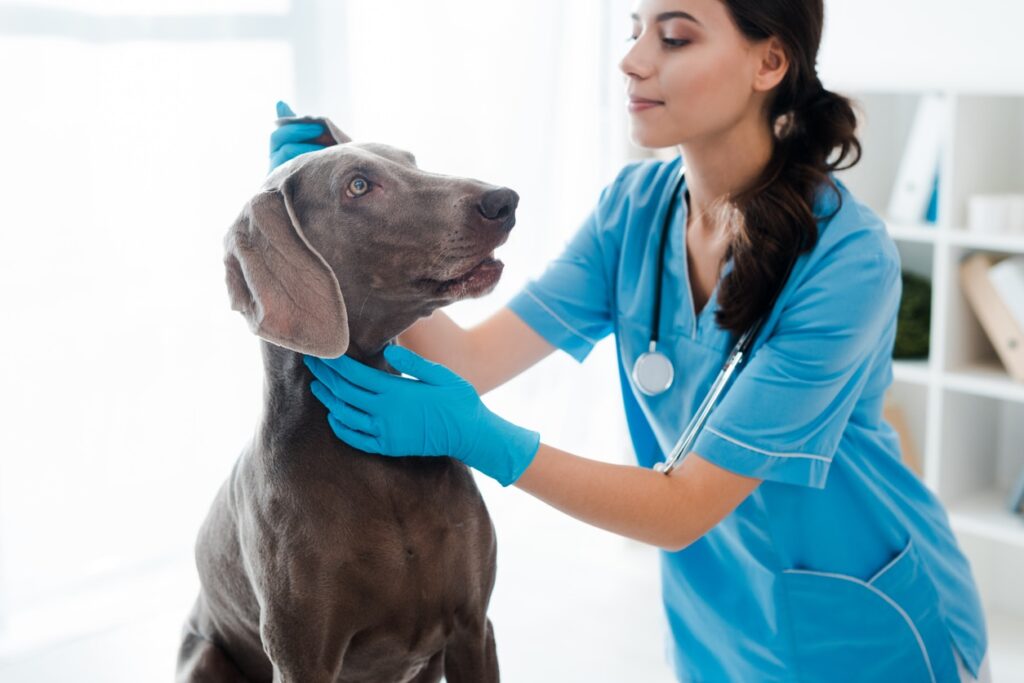 beautiful, attentive veterinarian examining ear of weimaraner dog