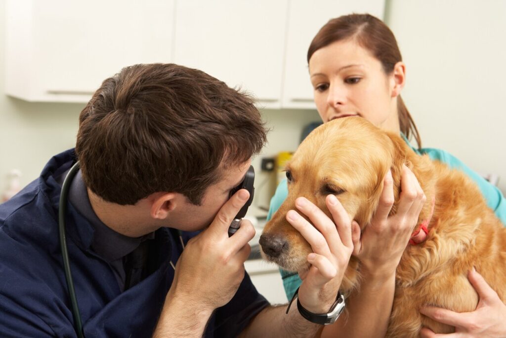 vet-examining-dog-eye-with-ophthalmoscope