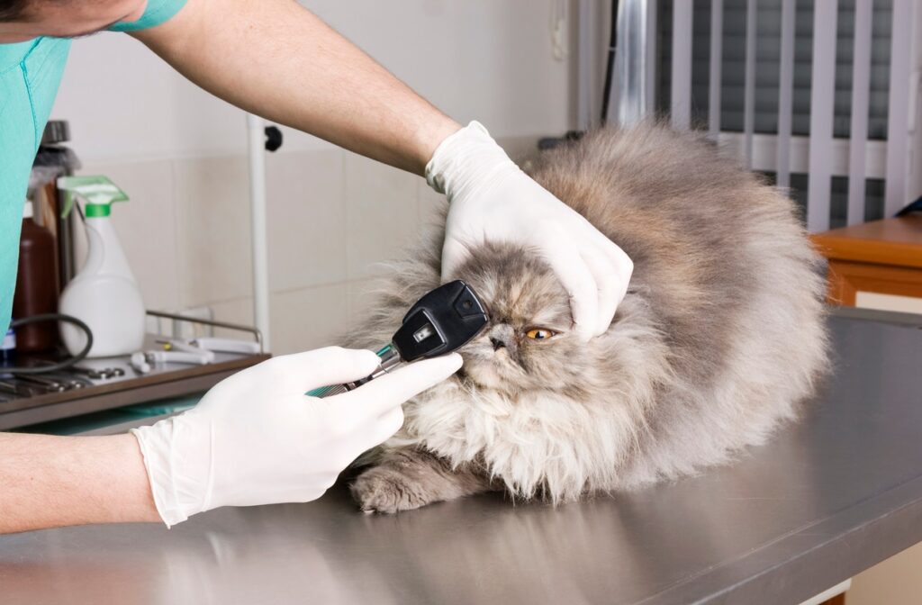 cat-at-vet-during-eye-exam