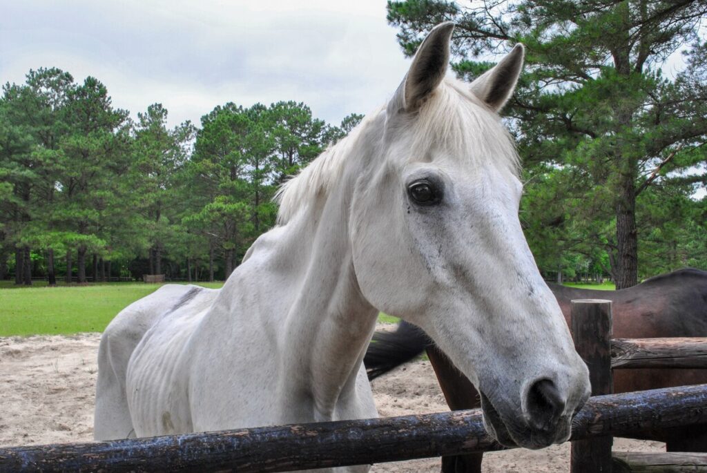 old skinny white stallion horse on the field near the stables.