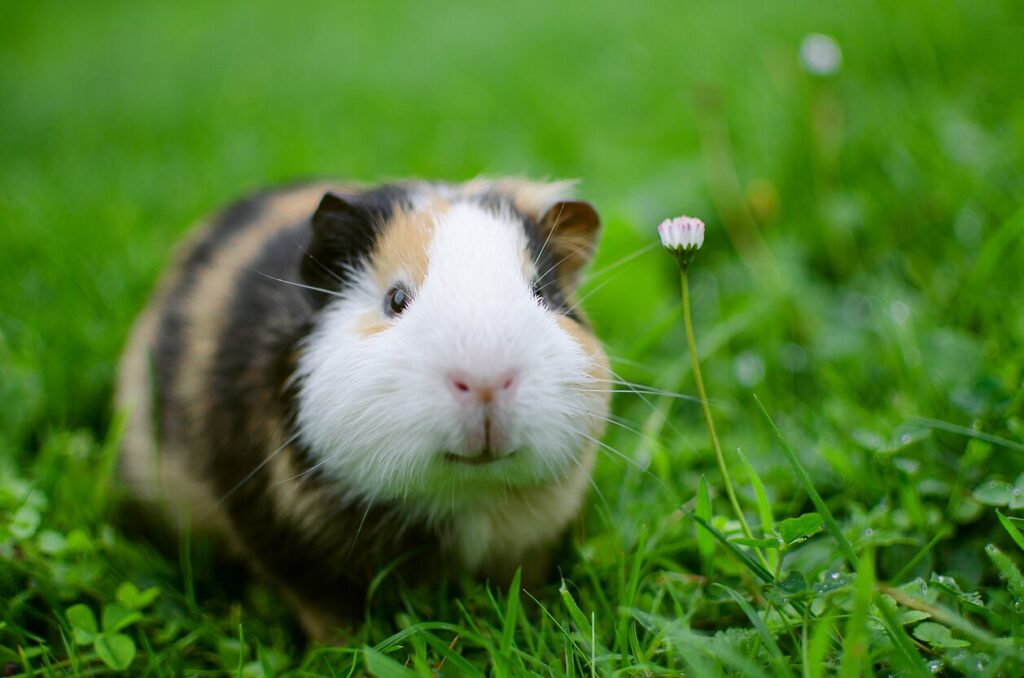 Guinea pig walks in the fresh air and eating stock photo
