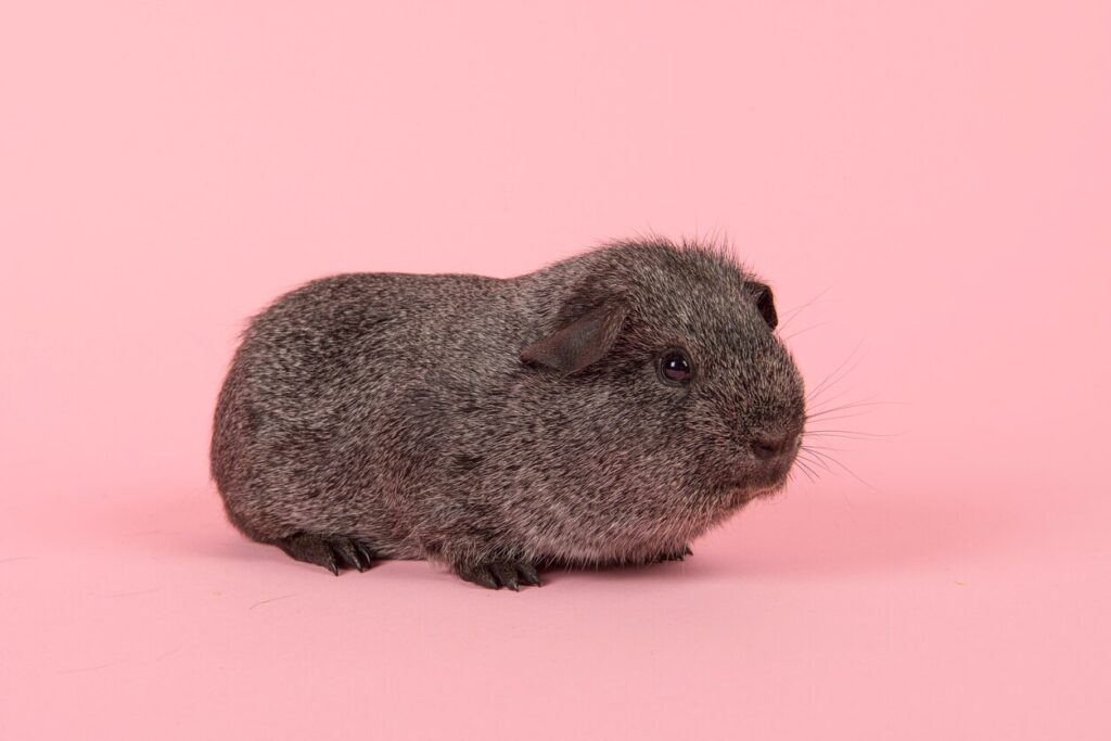 Agouti grey guinea pig seen fromt the side on a pink background