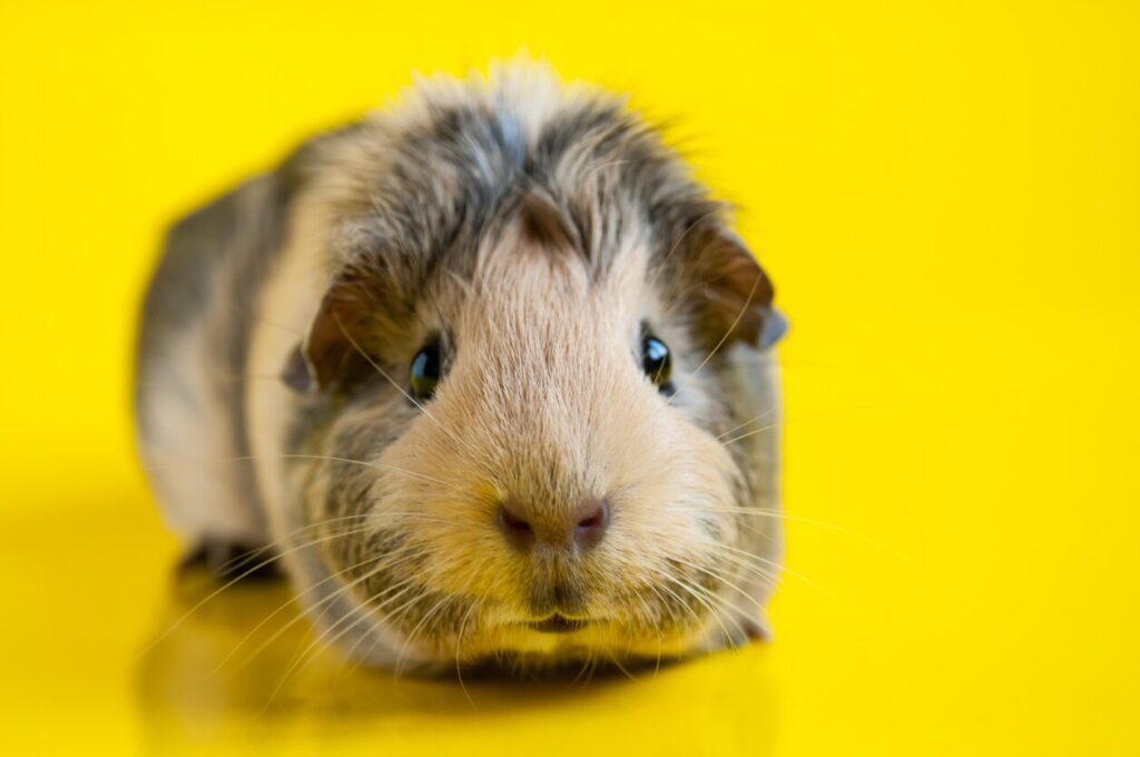 Smooth-haired guinea pig beige-black colors on a yellow background