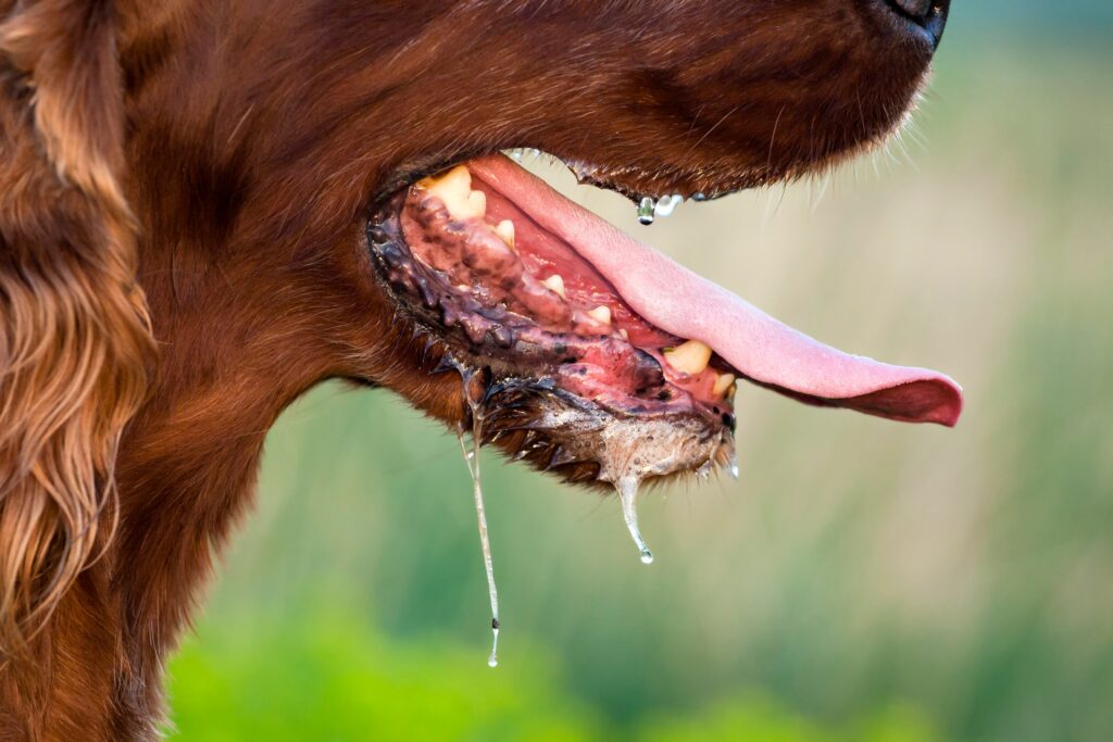 A dog drools excessively.