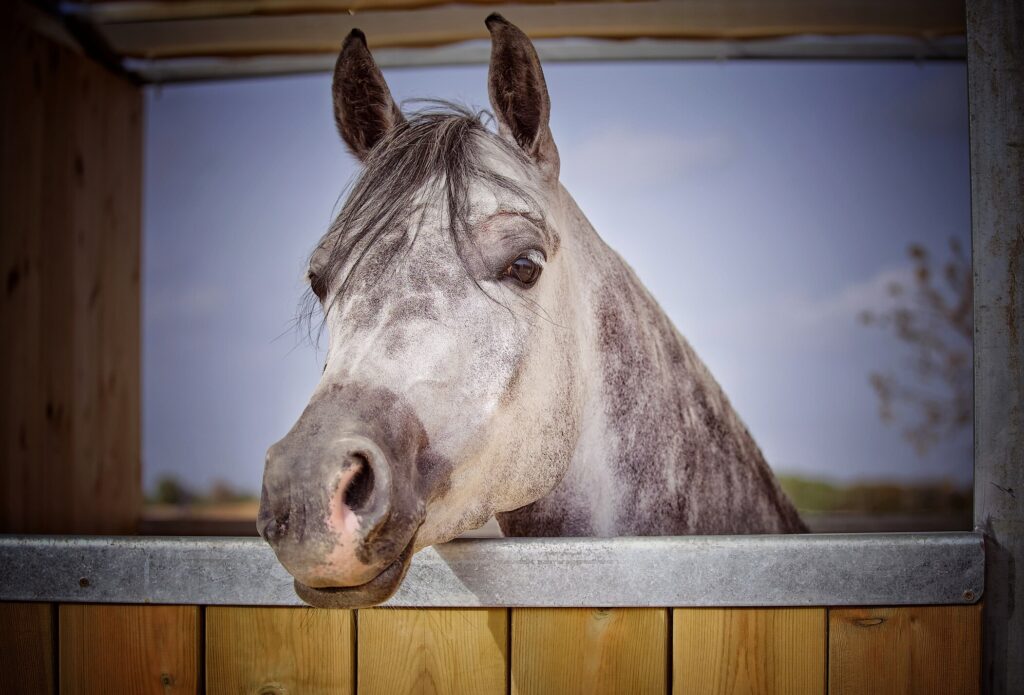 grey arabian horse