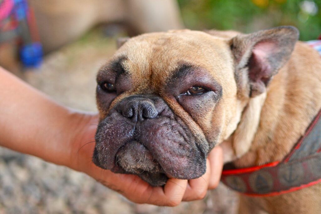 dog with swollen face