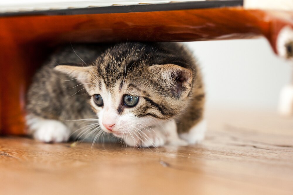Scared kitten hiding under a bed