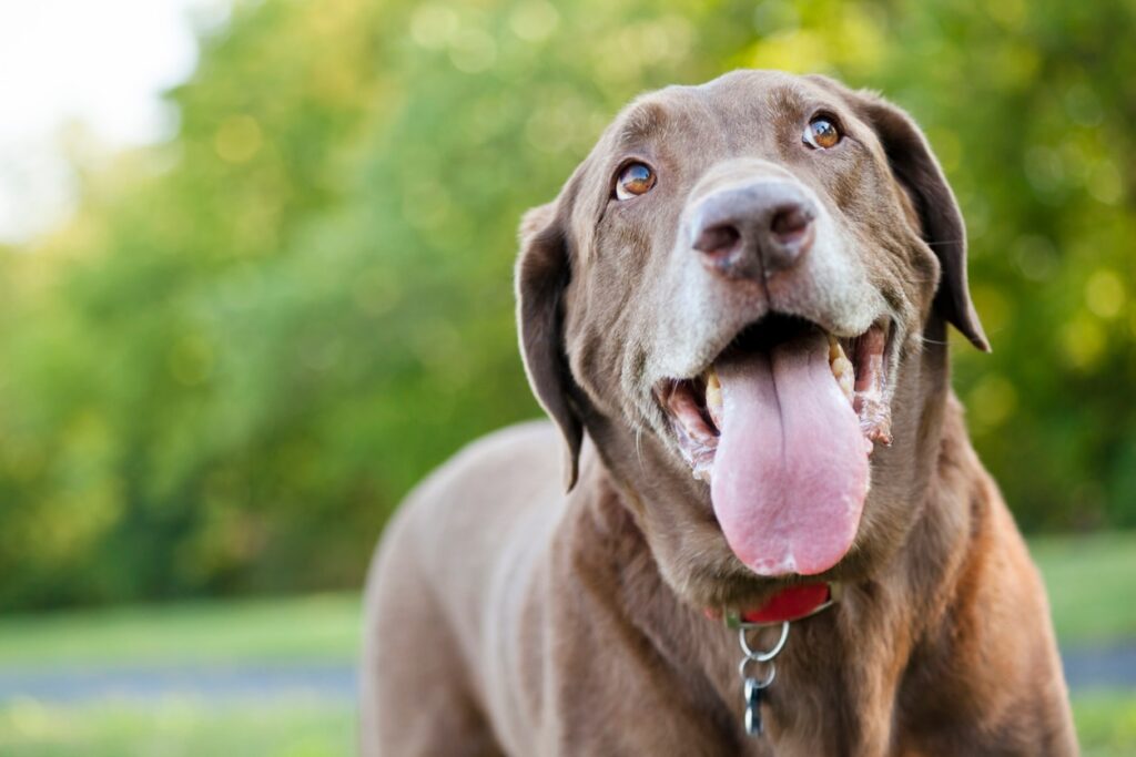 An chocolate labrador retriever looking up and panting outdoors on a summer day.