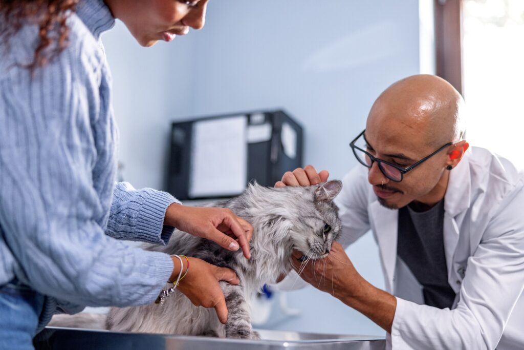 A cat is examined by their vet.