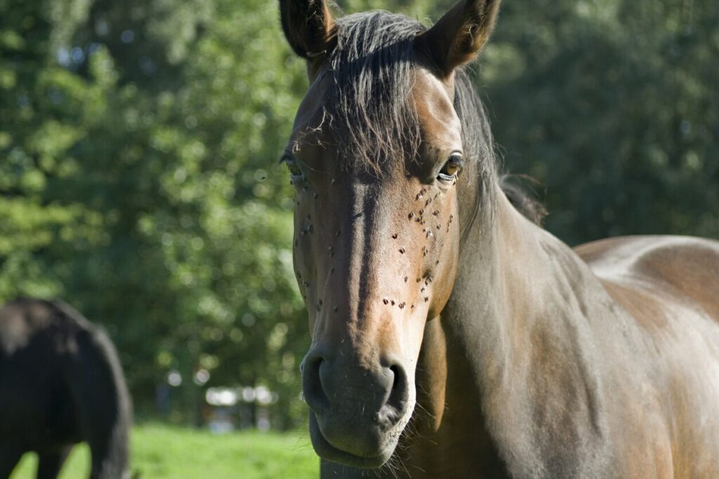 Pretty brown horse on a paddock