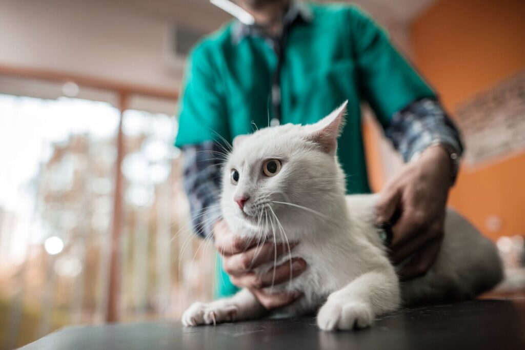 White cat on a medical exam at veterinarian office