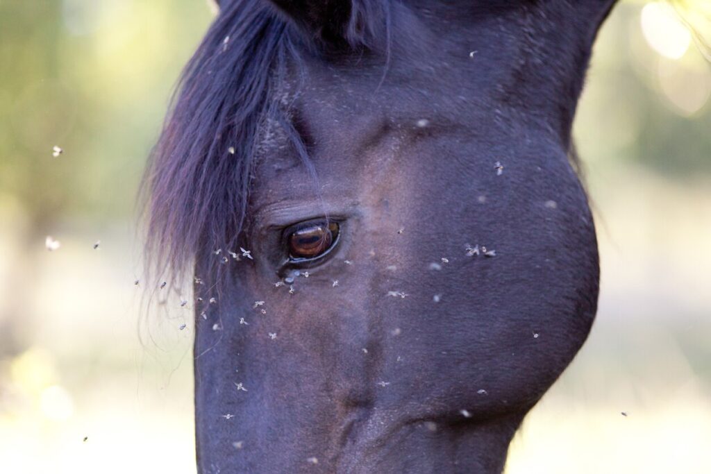 Horse with many flies on the eye
