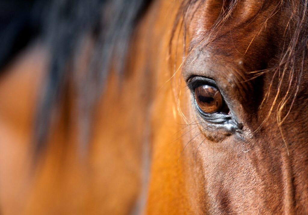 Eye of Arabian horse