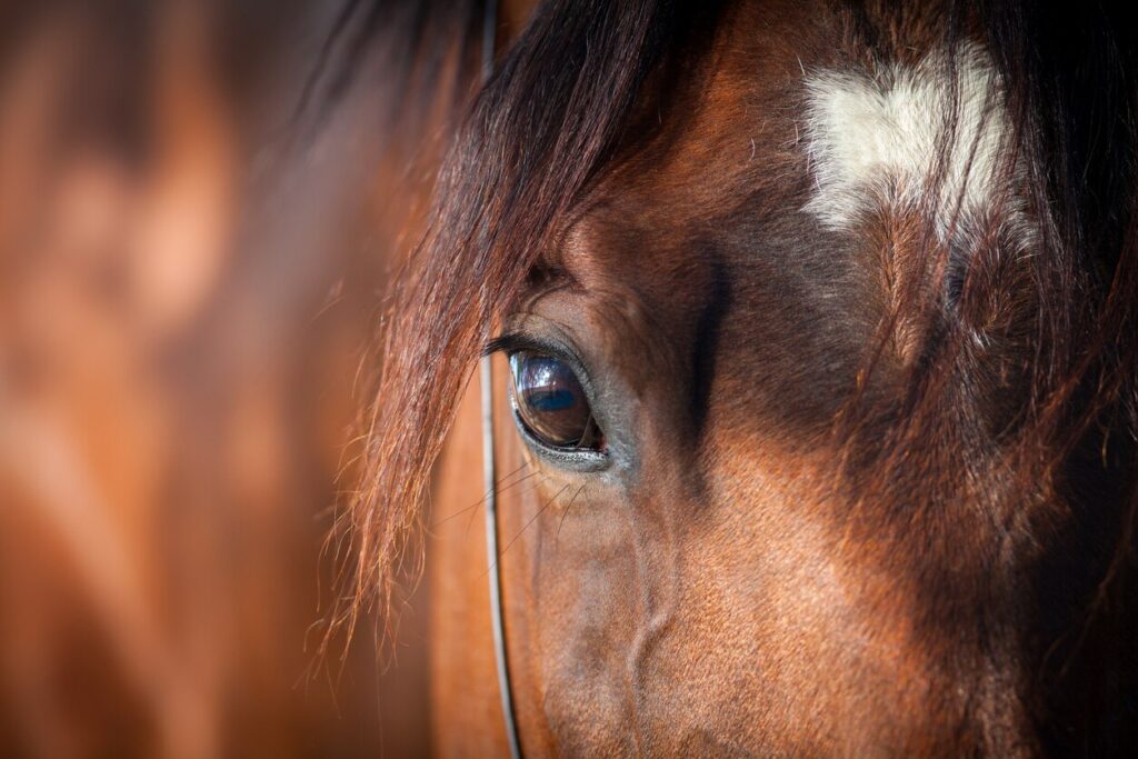 Horse eye