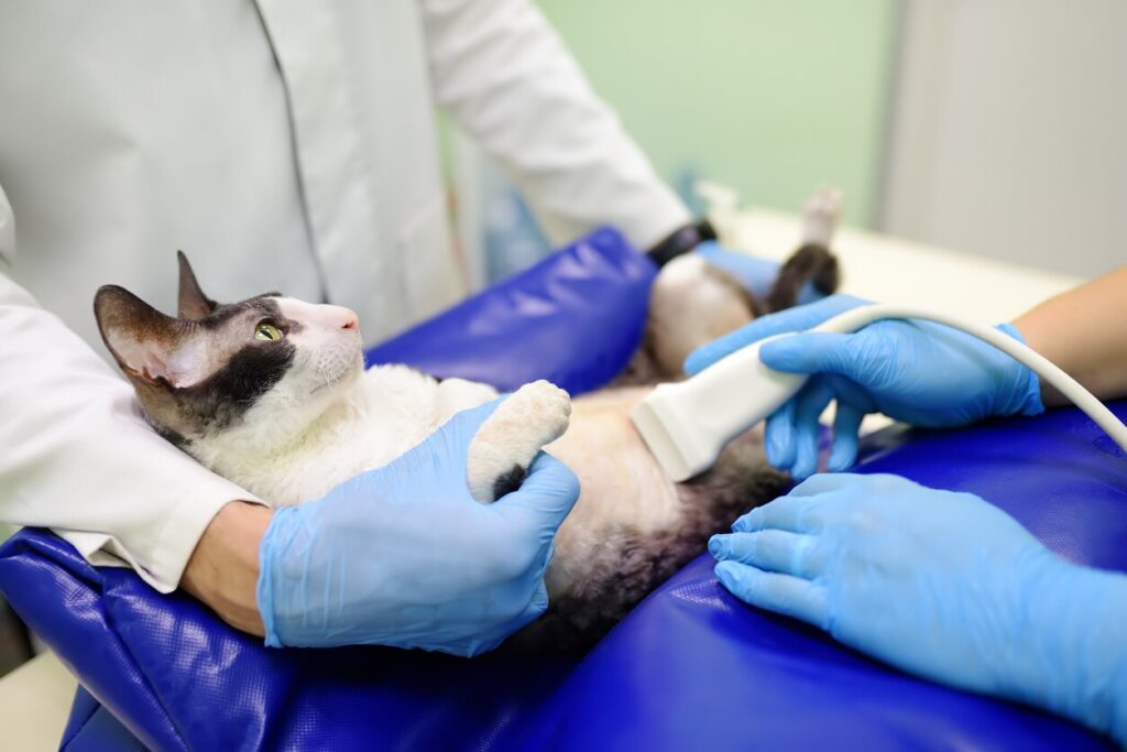Cat having ultrasound scan during the examination in veterinary clinic