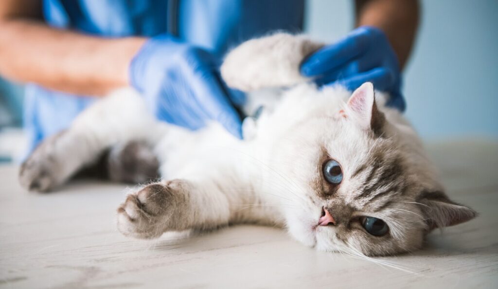 At the veterinarian
