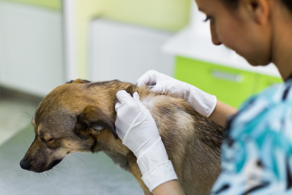 Lumps, bumps, and cysts on dogs. A vet looks at dog's skin.
