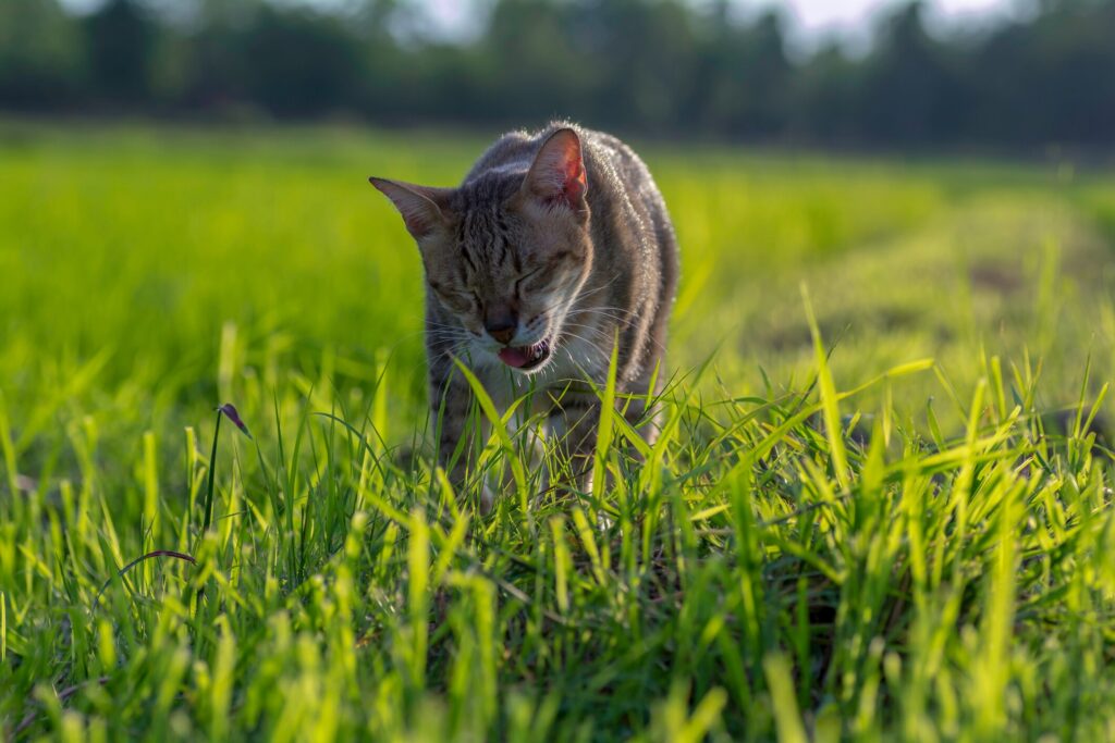 A cat vomits.