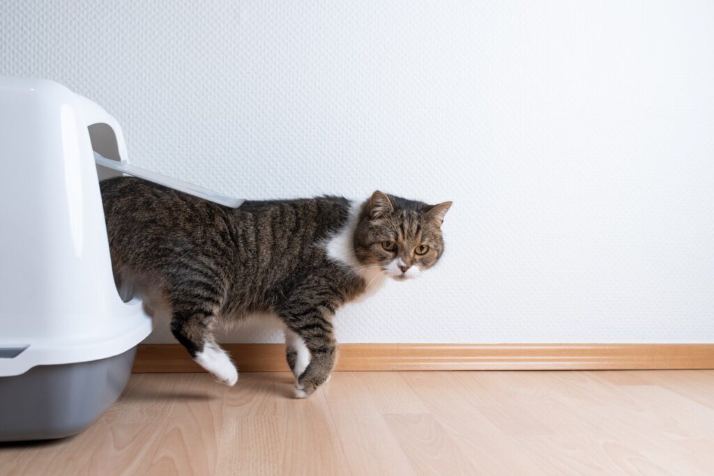 brown tabby cat walking out of a covered litter box