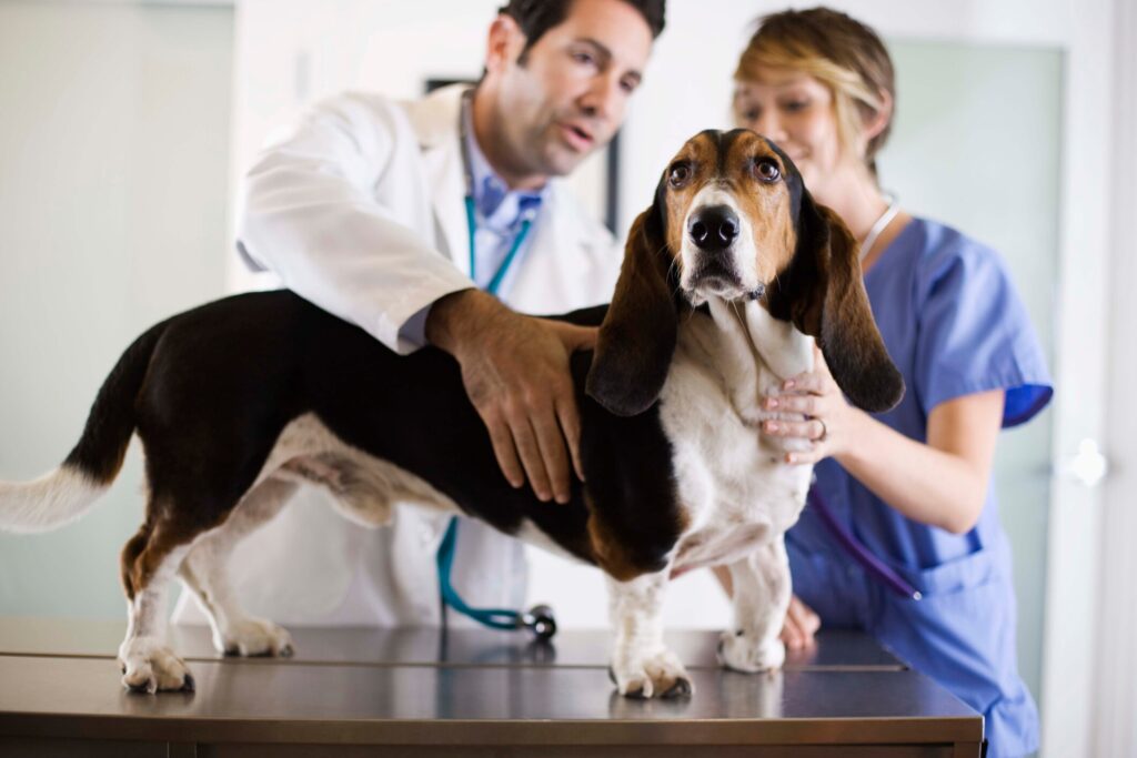A Basset Hound at the vet—Basset Hounds are an at-risk breed for GDV in dogs.