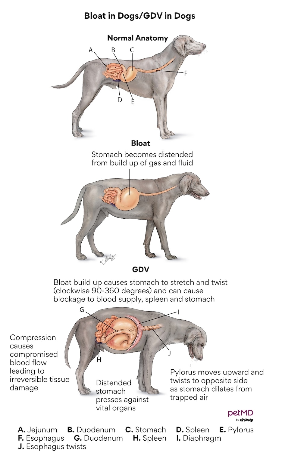 gdv in dogs; a diagram of gdv in dogs and bloat in dogs.