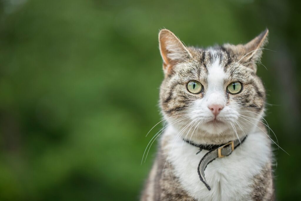Tabby cat with copy space and green background stock photo