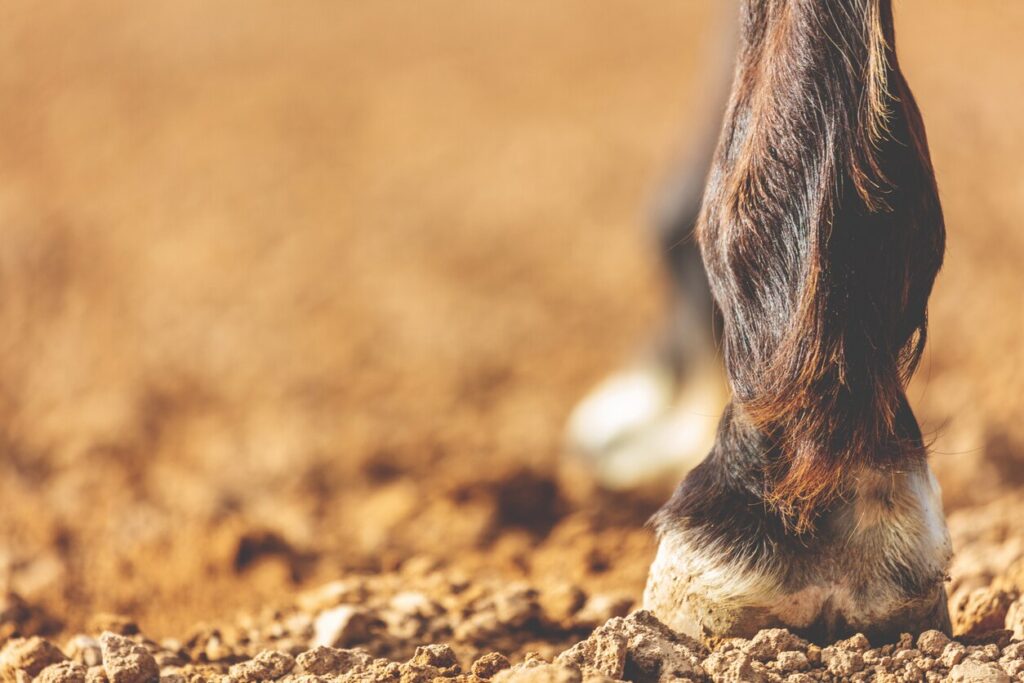 Utah Quarter Horse Hook Hock
