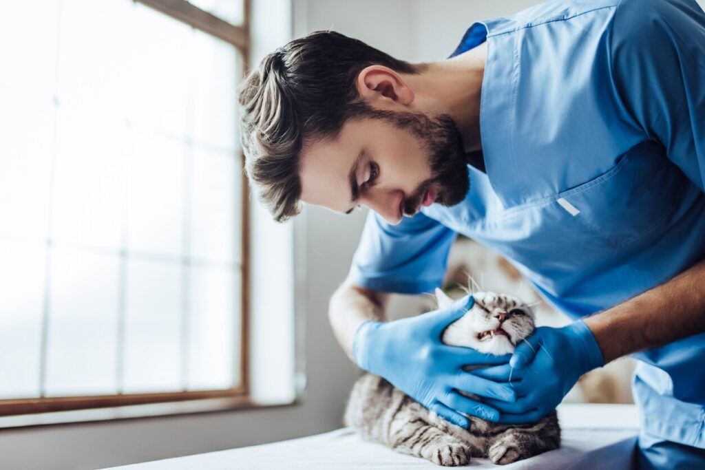 Vet examining cat