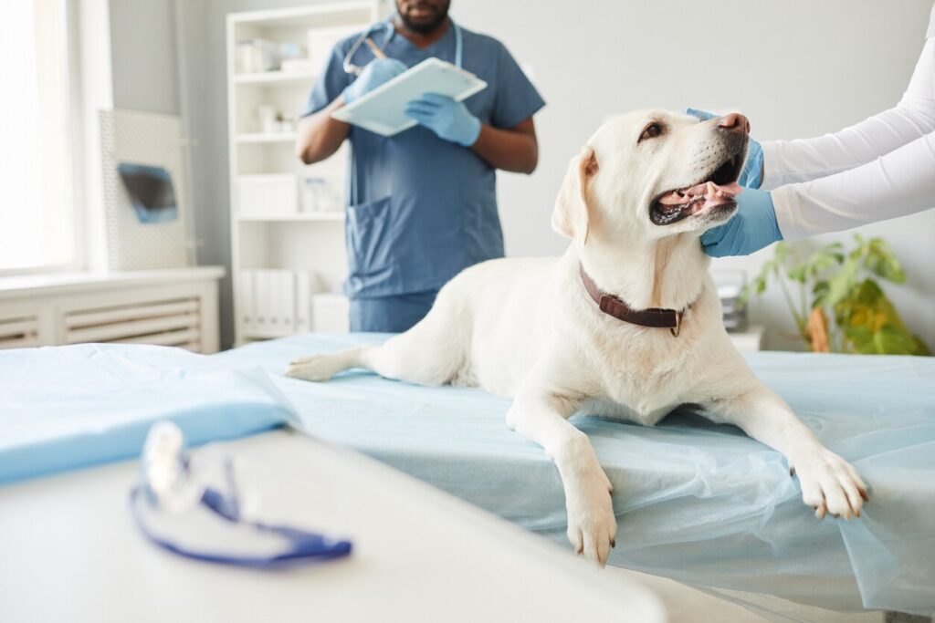 lab-laying-on-vet-table-looking-up-at-vet