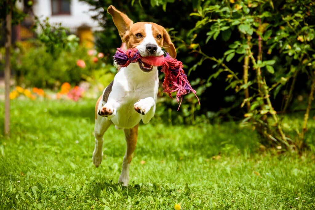 small-beagle-dog-running-in-grass-with-toy-in-mouth