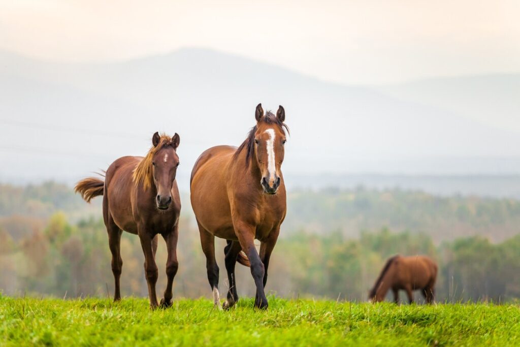 Mare and foal in field