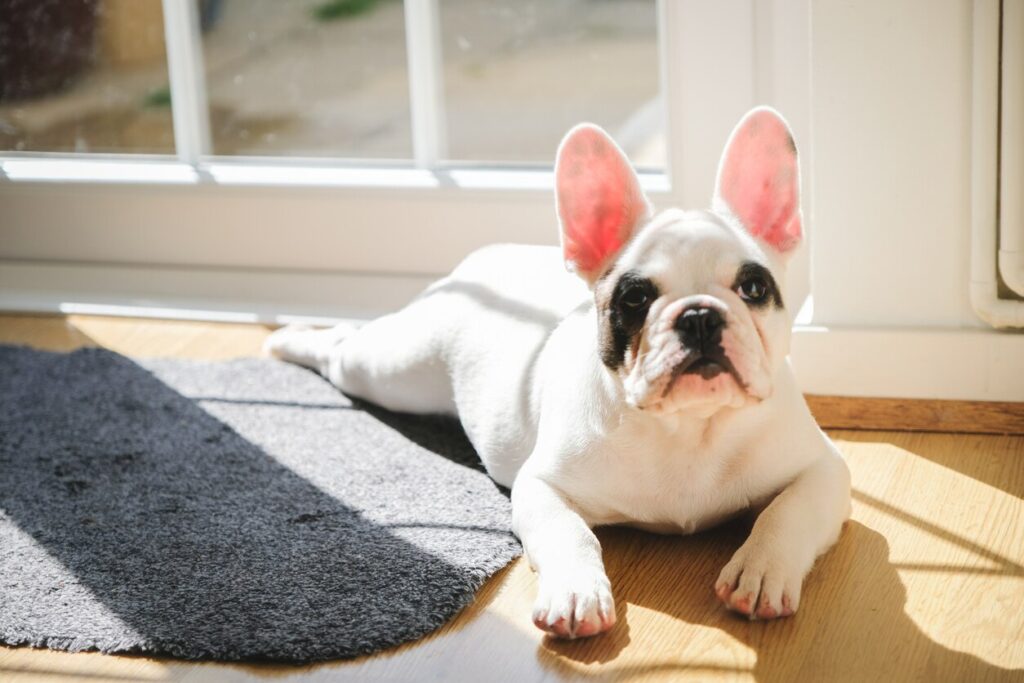 bulldog-laying-in-front-of-door