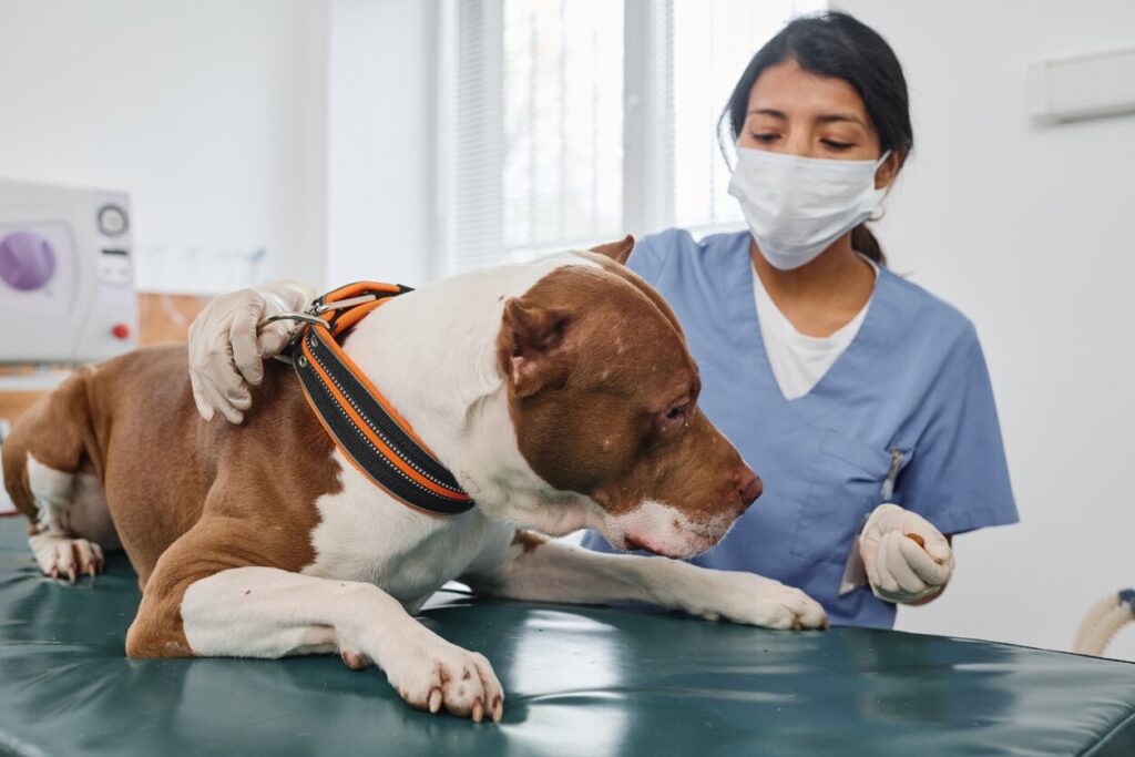 Pit bull at vet