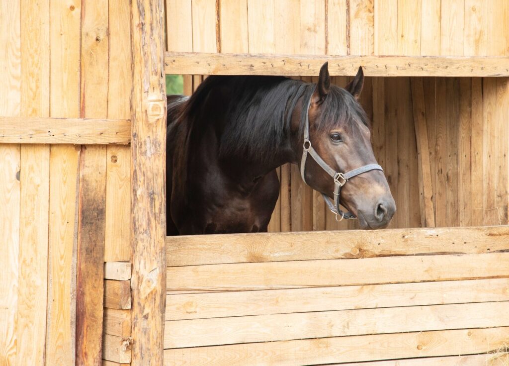 Horse in stables