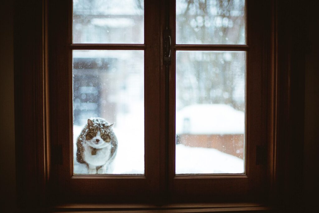 tabby cat outside in the snow looking through a window