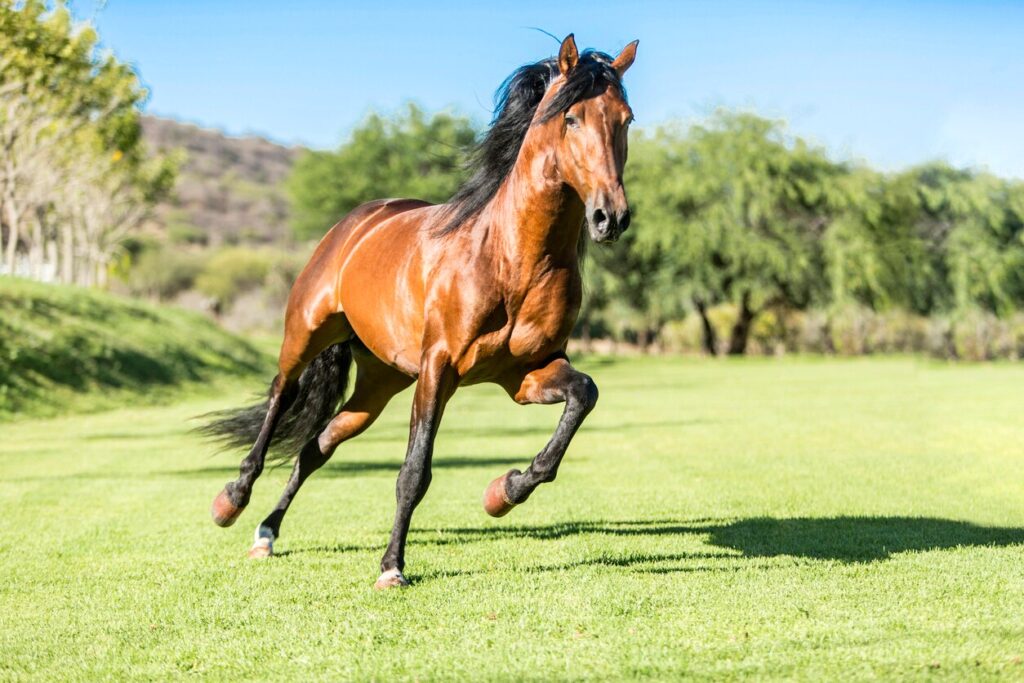 Horse running