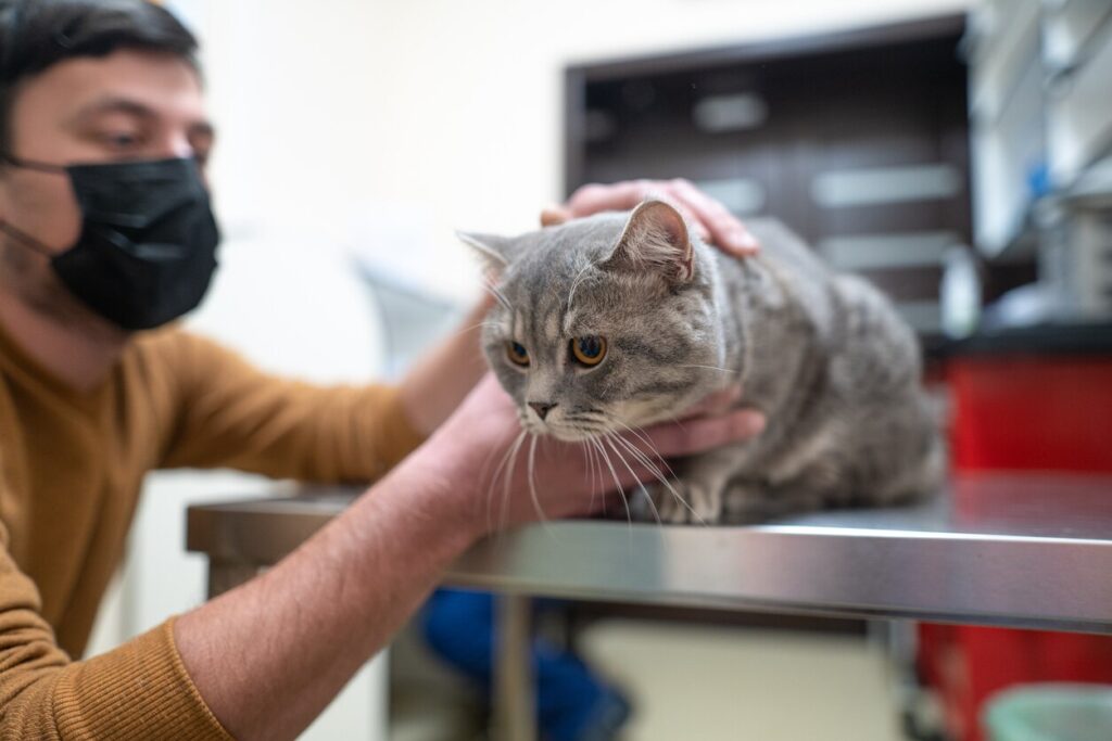 Cat at animal hospital