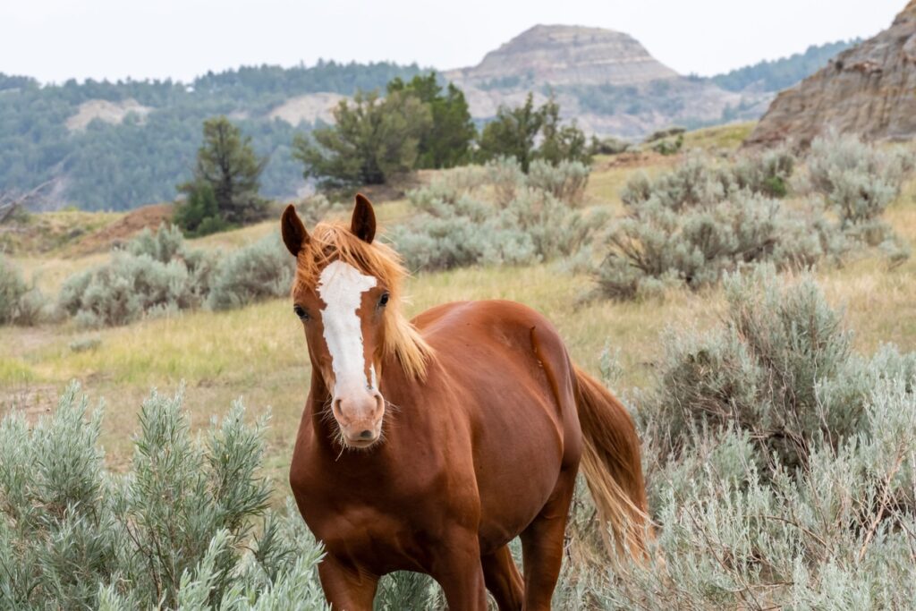 Wild horse