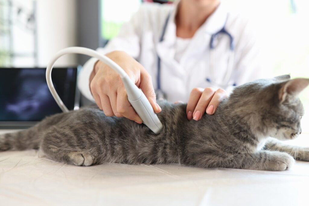gray cat being monitored for bone cancer at the vet