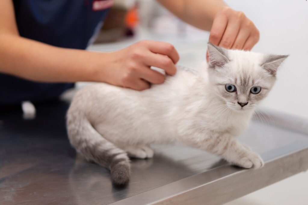 white and gray kitten at the vet