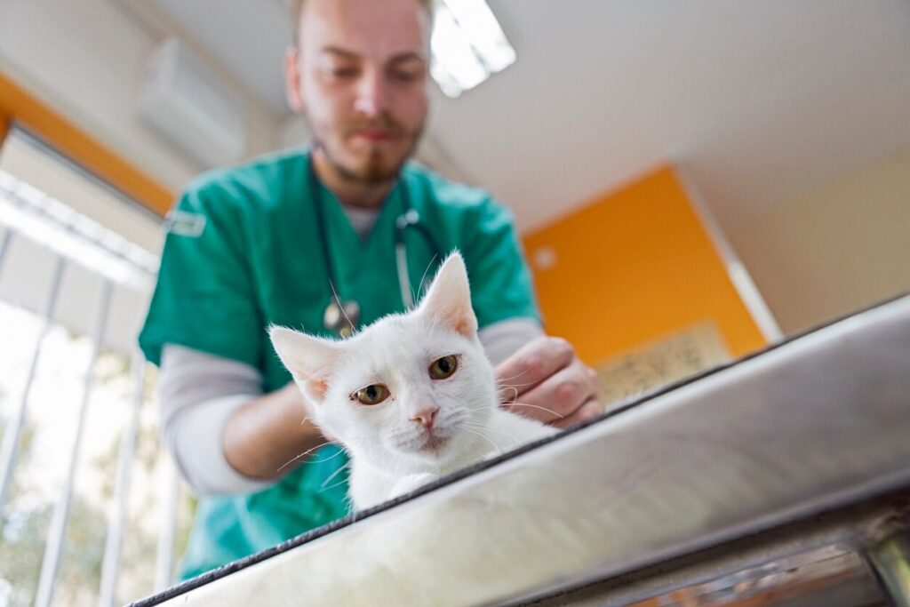 white cat at the vet
