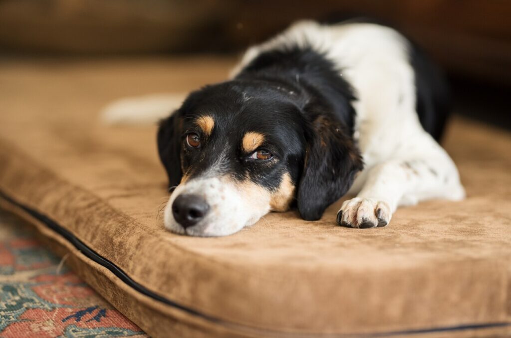 black, white, and tan dog lying on a dog bed