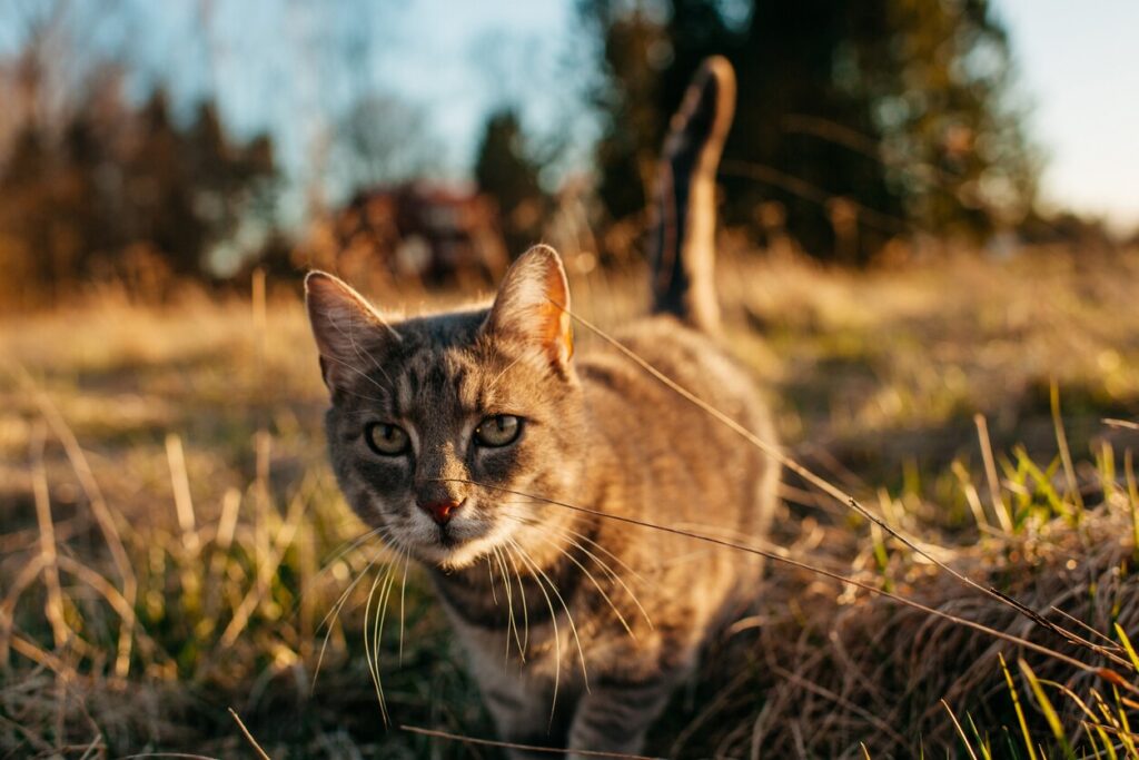 tabby cat walking through grass at sunset
