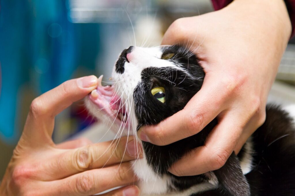 veterinarian looking in the mouth of a black and white cat
