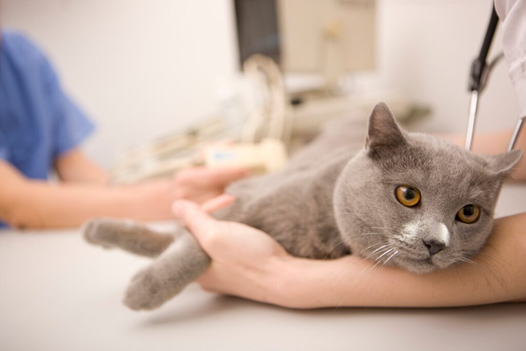gray cat being examined at the vet