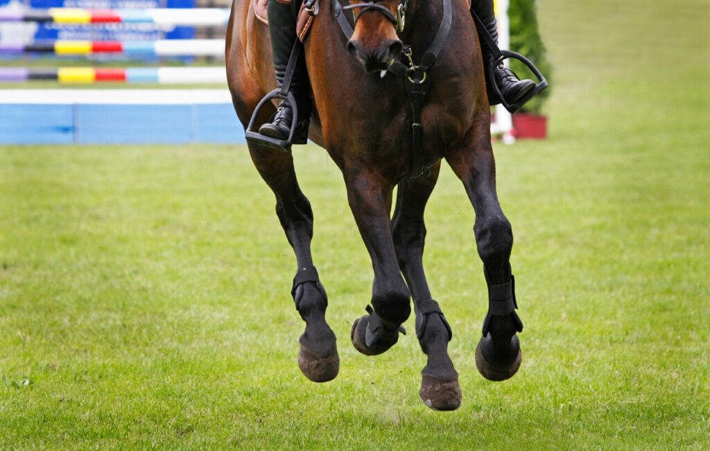 Horse athlete