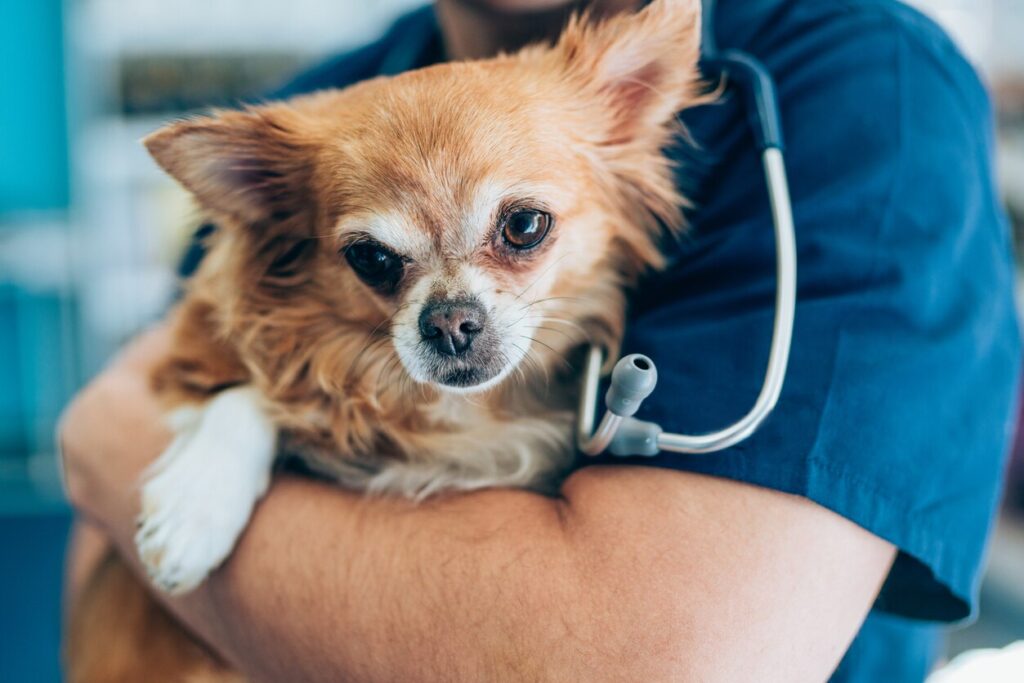 small brown dog being held by a vet in scrubs